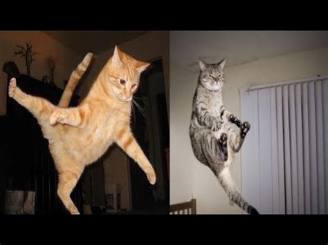 Funny Cats Jumping Fails Compilation | Cat Jumping Fails 2021 | Fun ...