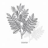 Premium Vector  Medical Plant licorice sketch template