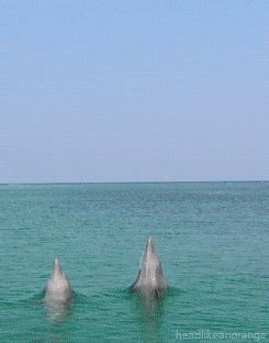 Dolphins Beaches GIF - Find & Share on GIPHY