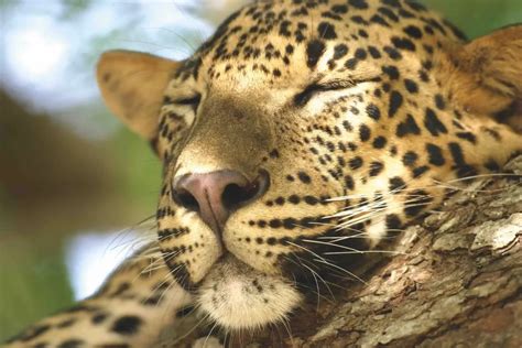 Sri Lanka: The Land of the Leopard - Explore Sri Lanka