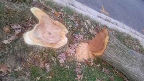 UPDATE: Invasive tree removal causes confusion - Streetcar Suburbs News