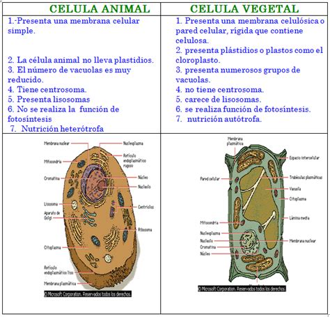 Cuadros comparativos sobre célula animal y vegetal | Cuadro Comparativo