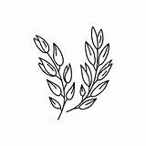 2000  Oats White Background Stock Illustrations Royalty Free Vector sketch template