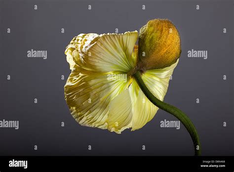 Yellow Poppy Flower Stock Photo - Alamy