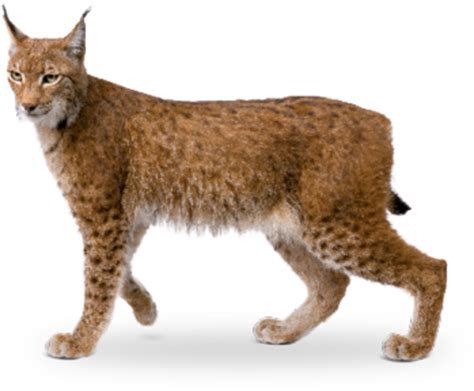 Bobcat Eurasian lynx Wildcat California spangled Av hayvan? - lynx png ...