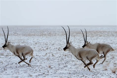 GAC Motor cooperates with World Wildlife Fund in Sanjiangyuan national park