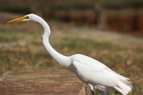 Bird Egret River - Free photo on Pixabay