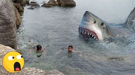 Top 5 Bloody Shark Attack Facts Youtube - vrogue.co