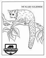 Baby Sugar Glider Pages Coloring sketch template