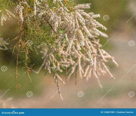 Tamarisk Tree (Tamarix Articulata) In The Sahara Desert. Stock Image | CartoonDealer.com #30404065