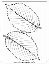 2 Leaves Of American Elm Template  Free Printable Papercraft Templates sketch template