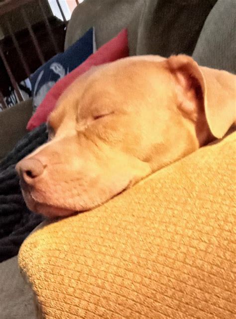 Rainy morning naps : r/pitbulls