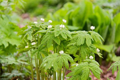 Goldenseal benefits - HealthAndLife