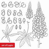 Bluebonnet Flower Coloring Page  Animal sketch template