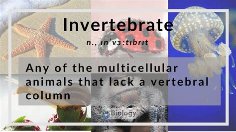 Examples Of Invertebrates