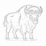 Buffalo Bills Coloring Page  Pages Mimi Panda sketch template