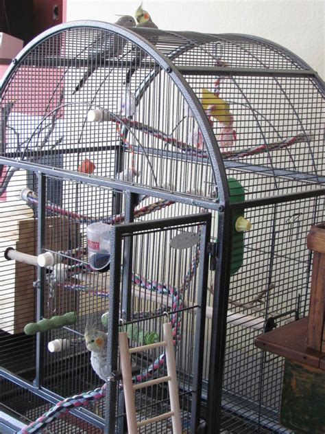 How to Set Up a Bird Cage for a Cockatiel, Parakeet, or Parrot | PetHelpful