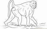 Walking Baboon Coloring Page For Kids  Free Printable sketch template