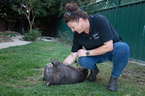 Meet the women on the front line of wombat conservation - Australian ...