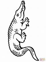 American Alligator coloring page  Free Printable Coloring Pages sketch template