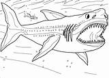 Disegni Di Squalo Da Colorare  ColorareCom sketch template