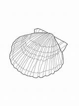 Coloring Pages Of Seashells sketch template