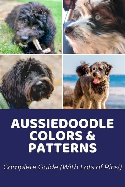 Aussiedoodle Colors & Coat Patterns: Complete Guide and Photo Gallery