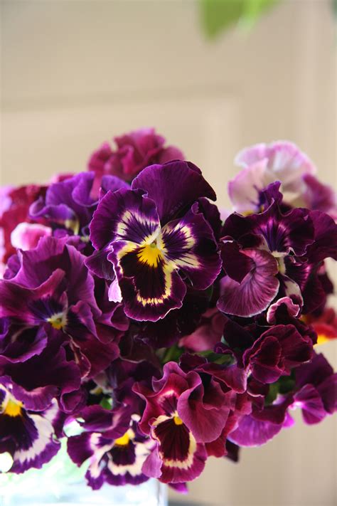 pansy Moulin Rouge Pansies Flowers, Flowers And Leaves, Flowers Bouquet, Planting Flowers ...
