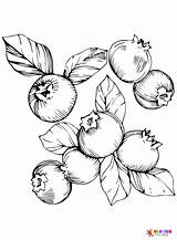 Blueberry Coloring Pages Printable For Free Download sketch template