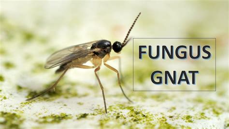 Fungus Gnat-Características y Control + Nueva intro - YouTube