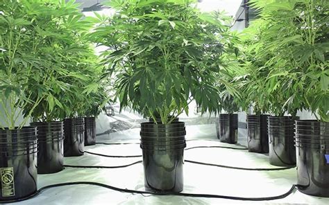 The Best Hydroponic System for Growing Cannabis - GrowYour420