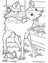 Cows And Calves  A cute Baby Calf In The barn coloring Page sketch template