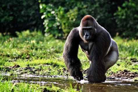 Saving gorillas, elephants starts with understanding their human neighbors