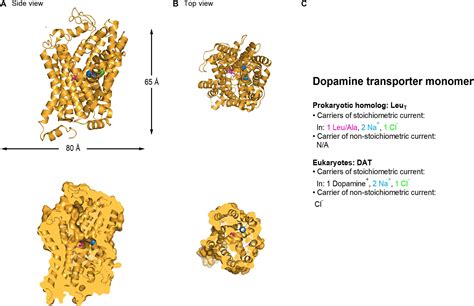 Frontiers | Regulation of Glutamate, GABA and Dopamine Transporter Uptake, Surface Mobility and ...