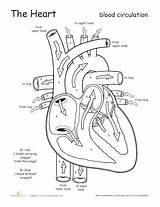 Cardiovascular System Coloring Pages At GetColoringscom  Free sketch template