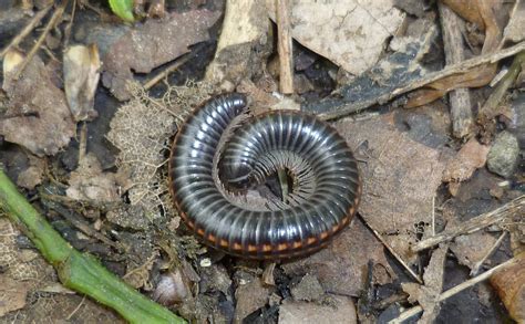 Myriapoda | Senckenberg Society for Nature Research