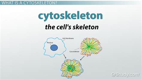 Cytoskeleton | Definition, Function & Components - Lesson | Study.com