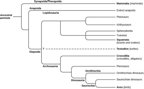 Reptiles | Boundless Biology