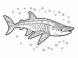 Printable Whale Shark To Color  Coloring Page sketch template