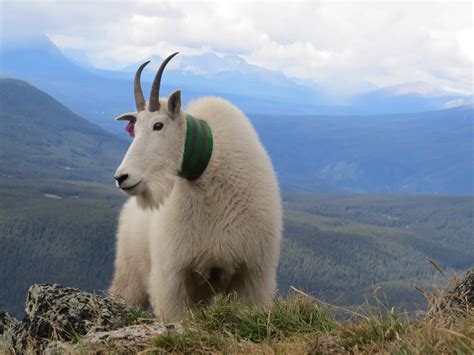 Wild Cam: Predators stress mountain goats - The Wildlife Society