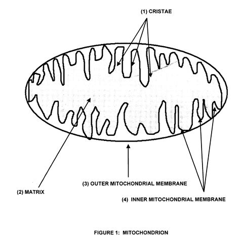 Mitochondria Drawing at PaintingValley.com | Explore collection of Mitochondria Drawing