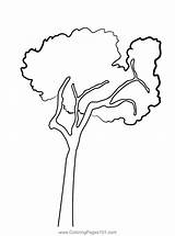 Large Tree Coloring Page Pages sketch template