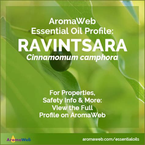 Ravintsara Essential Oil: Benefits, Uses & Insights