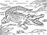 Coloring Pages Of Crocodiles sketch template