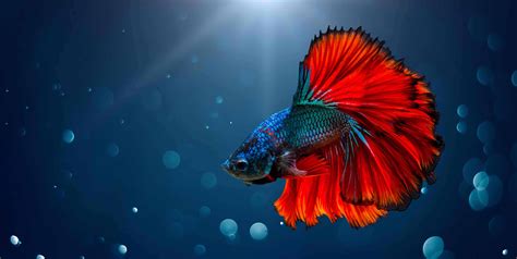 40 Facts About Betta Fish: The Siamese Fighting Fish - Facts.net