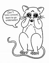 Opossum Coloring Possum Virginia Para Colorear Pages Dibujo Una Color  sketch template