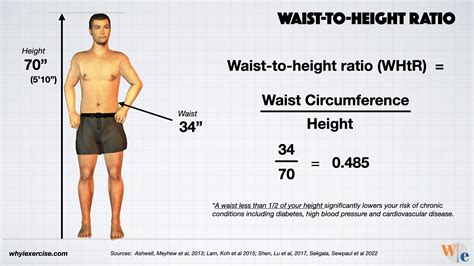 Waist-to-hip ratio: Reliable research shows if you need to lose weight