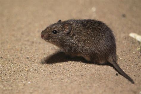 Hispid cotton rat stock image. Image of cotton, soil - 24427339