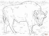 Disegno di Bisonte Europeo Da Colorare  Disegni E Stampare sketch template