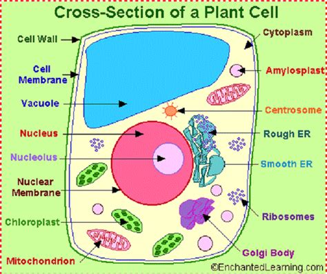 Colorful And Attractive Cartoon Plants And Flowers : Plant Cell Cartoon ...